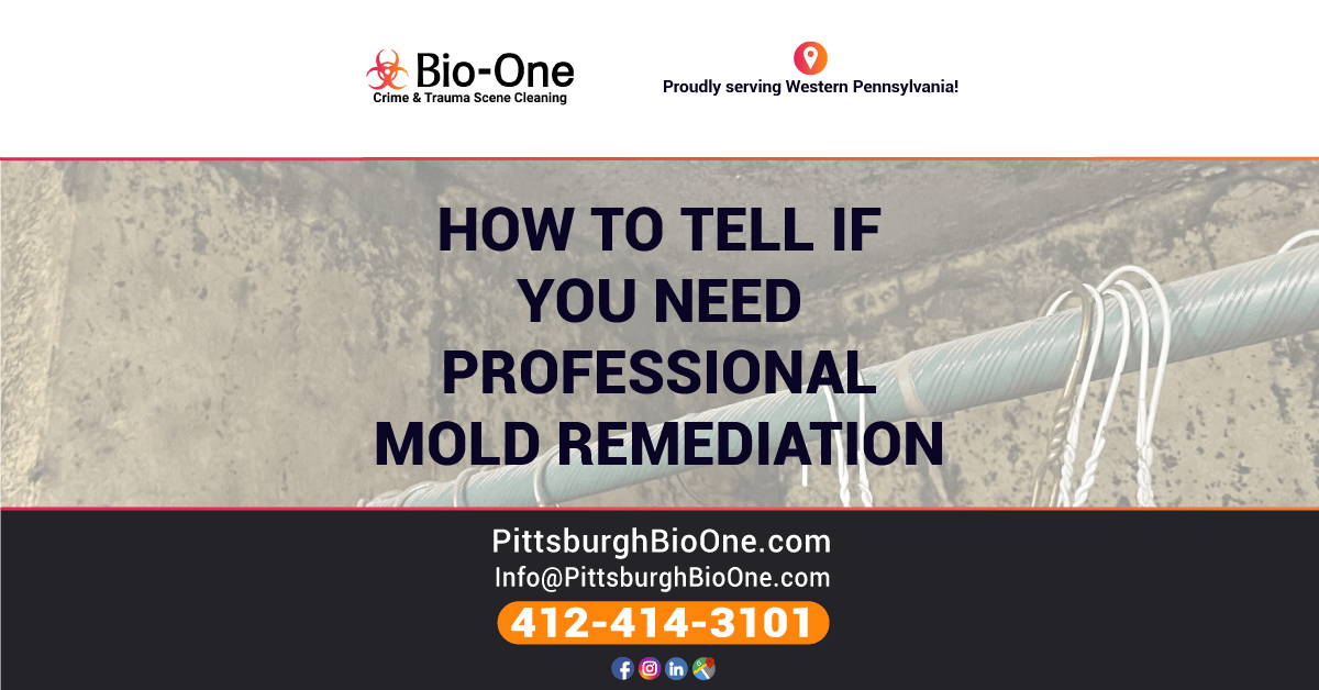 How to Tell If You Need Professional Mold Remediation
