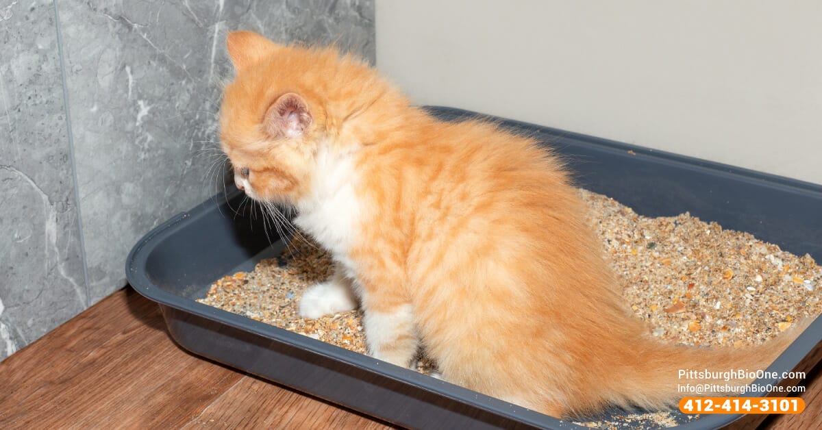 cat pee urine smell example